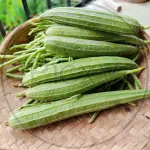 Ridge gourd(jhinguni)500mg