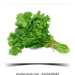 corianderleaves(dhaniya pata)50g